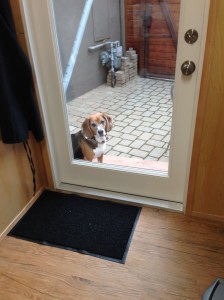 Boomer, a beagle basset hound, enjoys watching Marianne work in her Modern-Shed.